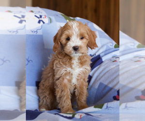 Goldendoodle (Miniature) Puppy for sale in MILWAUKEE, WI, USA