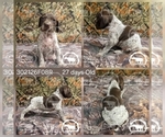 Small Photo #17 German Shorthaired Pointer Puppy For Sale in MOYIE SPRINGS, ID, USA