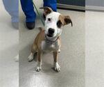 Small American Pit Bull Terrier Mix