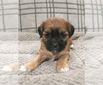 Small Photo #27 Puggle-Shih Tzu Mix Puppy For Sale in NEW YORK MILLS, MN, USA