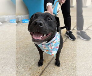 Pru (special needs) - Female Staffordshire Bull Terrier-Unknown Mix Dog for Adoption - Photo #12