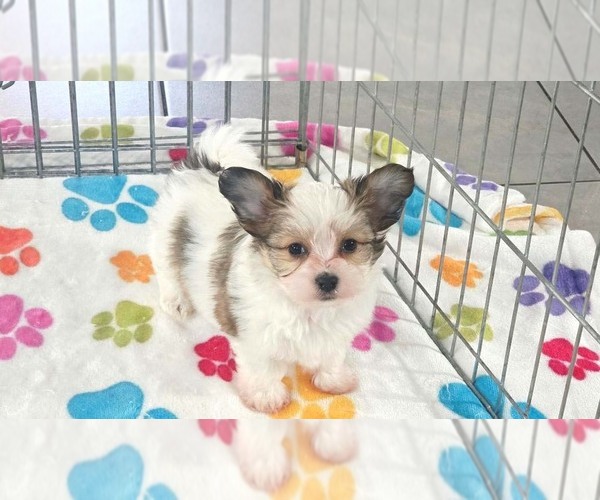 Medium Photo #7 Papitese Puppy For Sale in ORO VALLEY, AZ, USA