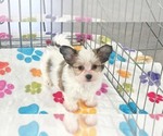 Dakota - Female Papitese Puppy for Sale - Photo #7