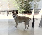 Small #1 Basenji Mix