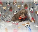 Small #2 YorkiePoo