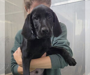 Labrador Retriever-Unknown Mix Dogs for adoption in Williamsburg, IA, USA