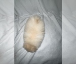 Small Photo #12 Pomeranian Puppy For Sale in PORTLAND, ME, USA
