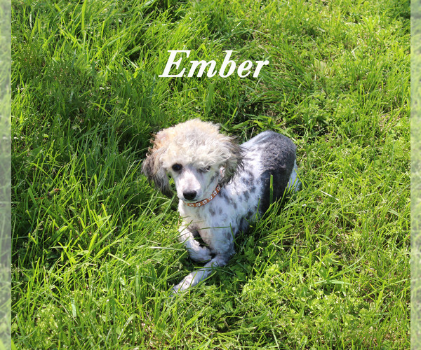 Medium Photo #1 Poodle (Toy) Puppy For Sale in CHANUTE, KS, USA