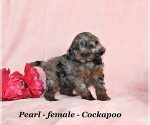 Cockapoo Dog for Adoption in CLARKRANGE, Tennessee USA