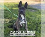 REX - Male German Shepherd Dog-Unknown Mix Dog for Adoption - Small photo