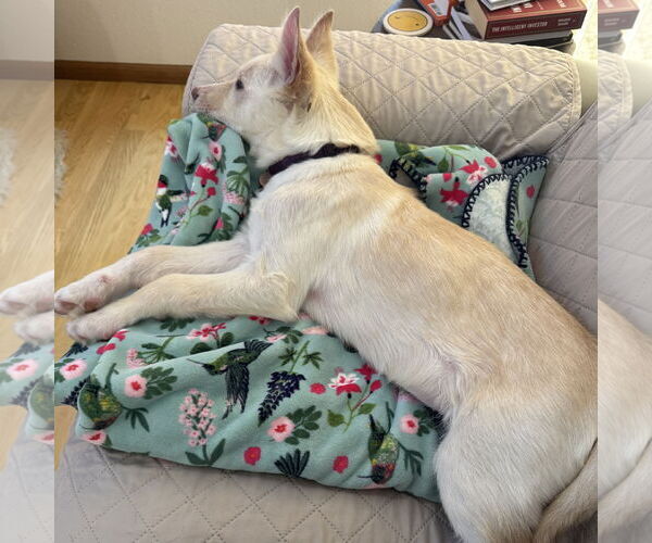 Medium Photo #12 Siberian Husky-Unknown Mix Puppy For Sale in Fargo, ND, USA