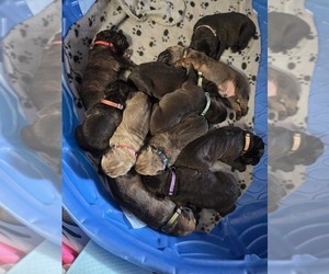 Cane Corso-Neapolitan Mastiff Mix Puppy for sale in TOPEKA, KS, USA