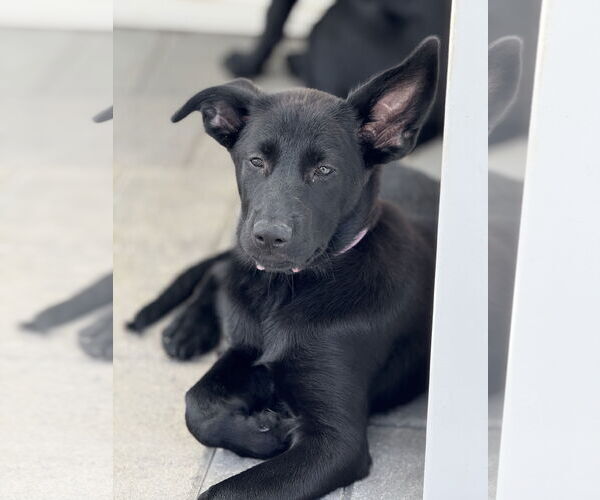 Medium Photo #2 Labrador Retriever-Unknown Mix Puppy For Sale in San Diego, CA, USA