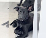 Small #1 Labrador Retriever Mix