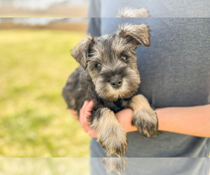 Schnauzer (Miniature) Puppy for sale in ALVATON, KY, USA