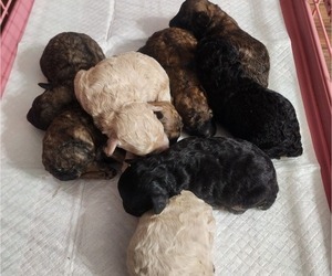 Poodle (Toy) Puppy for sale in WINSTON SALEM, NC, USA