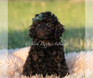 Medium Poodle (Miniature)
