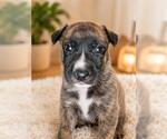 Small German Shepherd Dog Mix