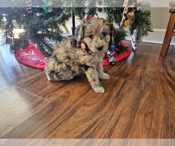 Medium Photo #1 Aussie-Poo Puppy For Sale in MOUNT OLIVE, NC, USA
