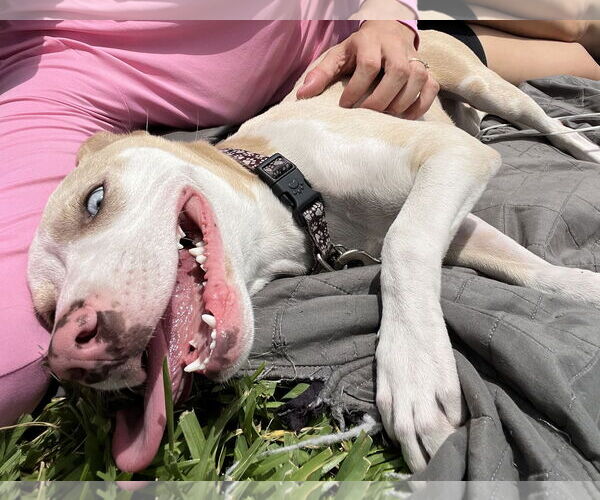 Medium Photo #12 Catahoula Leopard Dog-Unknown Mix Puppy For Sale in Sanford, FL, USA