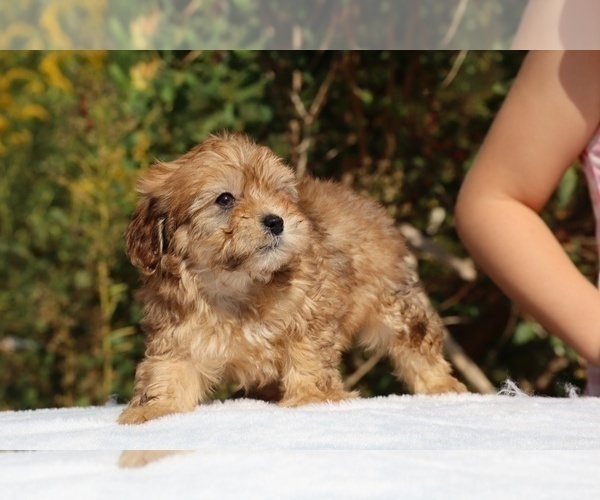 Medium Photo #5 ShihPoo Puppy For Sale in DYERSBURG, TN, USA