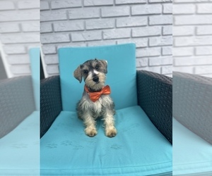 Schnauzer (Miniature) Puppy for sale in TAMPA, FL, USA
