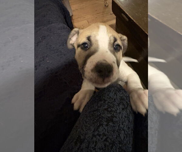 Medium Photo #5 Mutt Puppy For Sale in Springdale, PA, USA