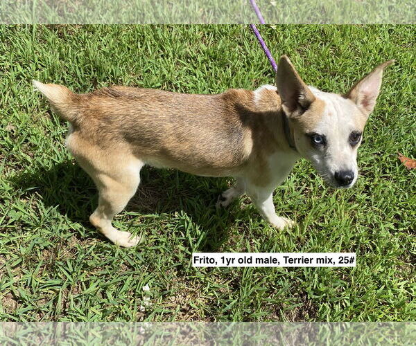 Medium Photo #2 Mutt Puppy For Sale in Sparta, TN, USA