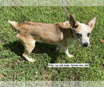 Small #1 Mutt