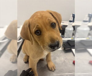 American Pit Bull Terrier-Labrador Retriever Mix Dogs for adoption in Corpus Christi, TX, USA