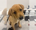 Small American Pit Bull Terrier-Labrador Retriever Mix