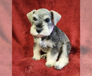 Schnauzer (Miniature) Puppy for sale in LUCASVILLE, OH, USA