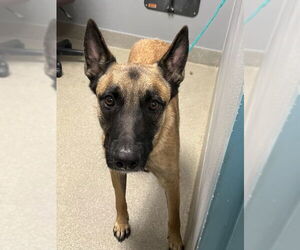 Mutt Dogs for adoption in Las Vegas, NV, USA