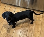 Small Photo #1 Dachshund Puppy For Sale in OLIVE HILL, KY, USA