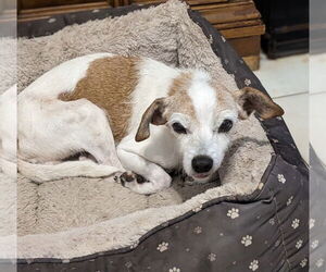 Dachshund-Unknown Mix Dogs for adoption in Weston, FL, USA