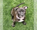 Small American Pit Bull Terrier