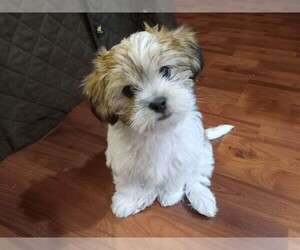 Shorkie Tzu Puppy for sale in VANCOUVER, WA, USA