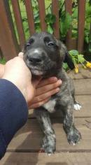 Irish Wolfhound Puppy for sale in JUNCTION CITY, OR, USA