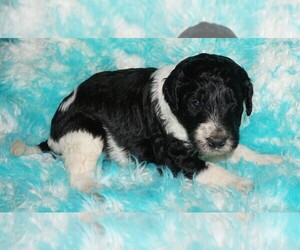 Labradoodle Puppy for sale in LA HABRA, CA, USA