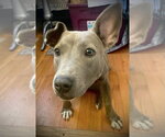 Small #13 American Pit Bull Terrier Mix