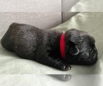 Small Photo #6 Pug Puppy For Sale in YELM, WA, USA