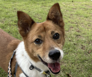 Mutt Dogs for adoption in San Ramon, CA, USA
