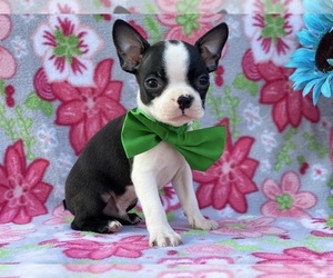Boston Terrier Puppy for sale in LANCASTER, PA, USA