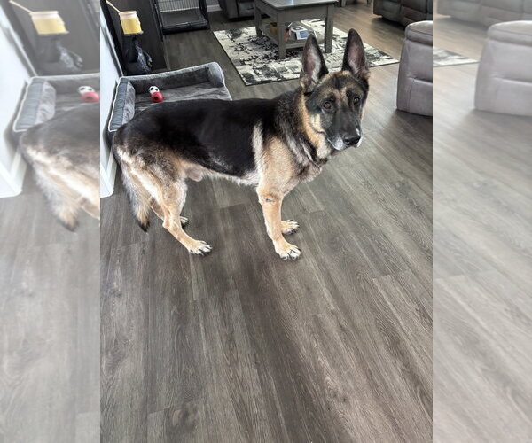 Medium Photo #4 German Shepherd Dog Puppy For Sale in Millburn, NJ, USA