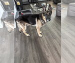 Small #3 German Shepherd Dog