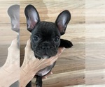 Small Photo #12 French Bulldog Puppy For Sale in CLEARWATER, FL, USA