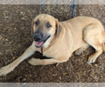 Small Anatolian Shepherd Mix
