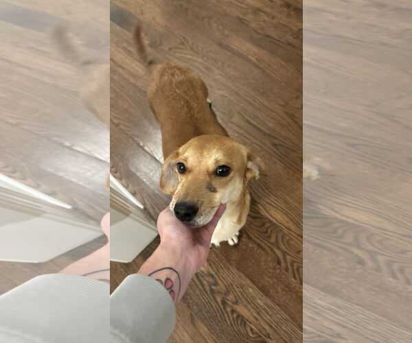 Medium Photo #5 Toy Rat Doxie Puppy For Sale in Holly Springs, NC, USA