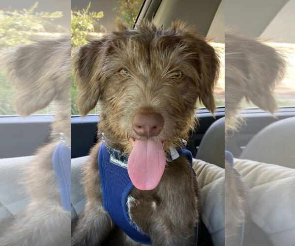 Medium Photo #3 German Wirehaired Pointer-Unknown Mix Puppy For Sale in Lake Elsinore, CA, USA