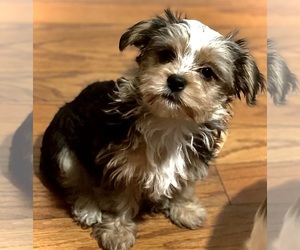 Yorkshire Terrier Puppy for sale in OZARK, MO, USA